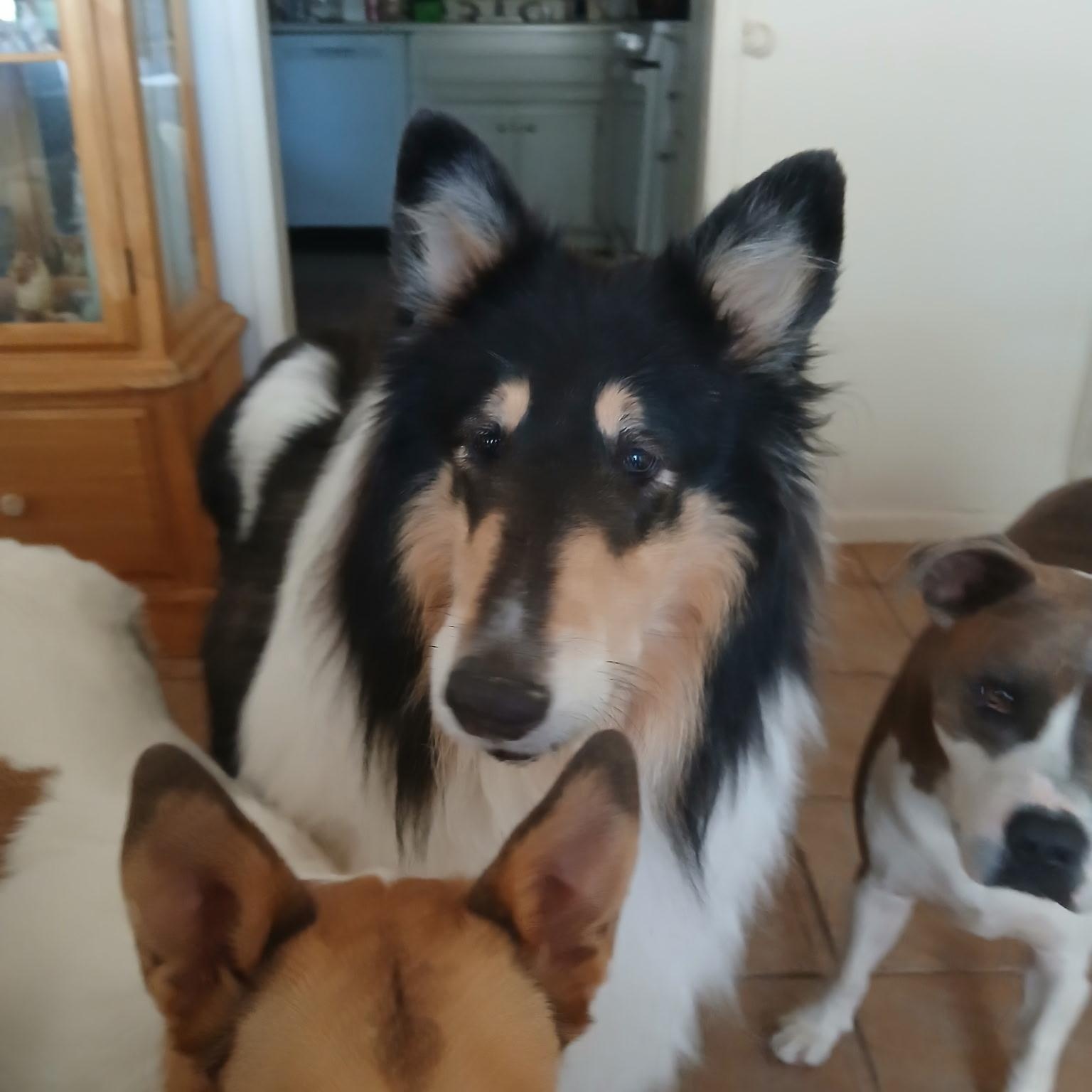Enlarge Ace, an adopted Collie in Riverside, CA image 3/4