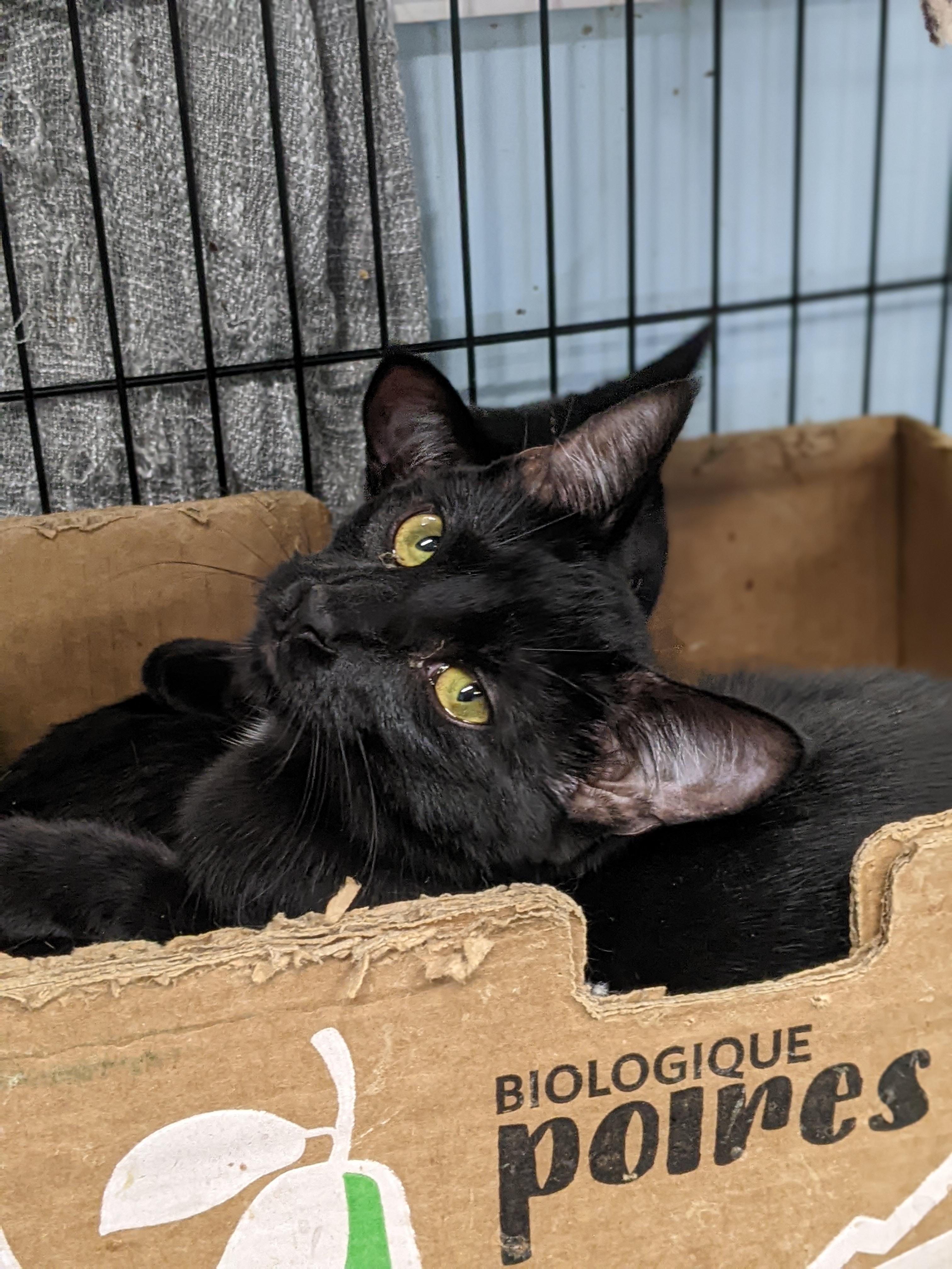 Enlarge Paintbrush, a Adoptable Domestic Short Hair in Tilton, IL image 6/6