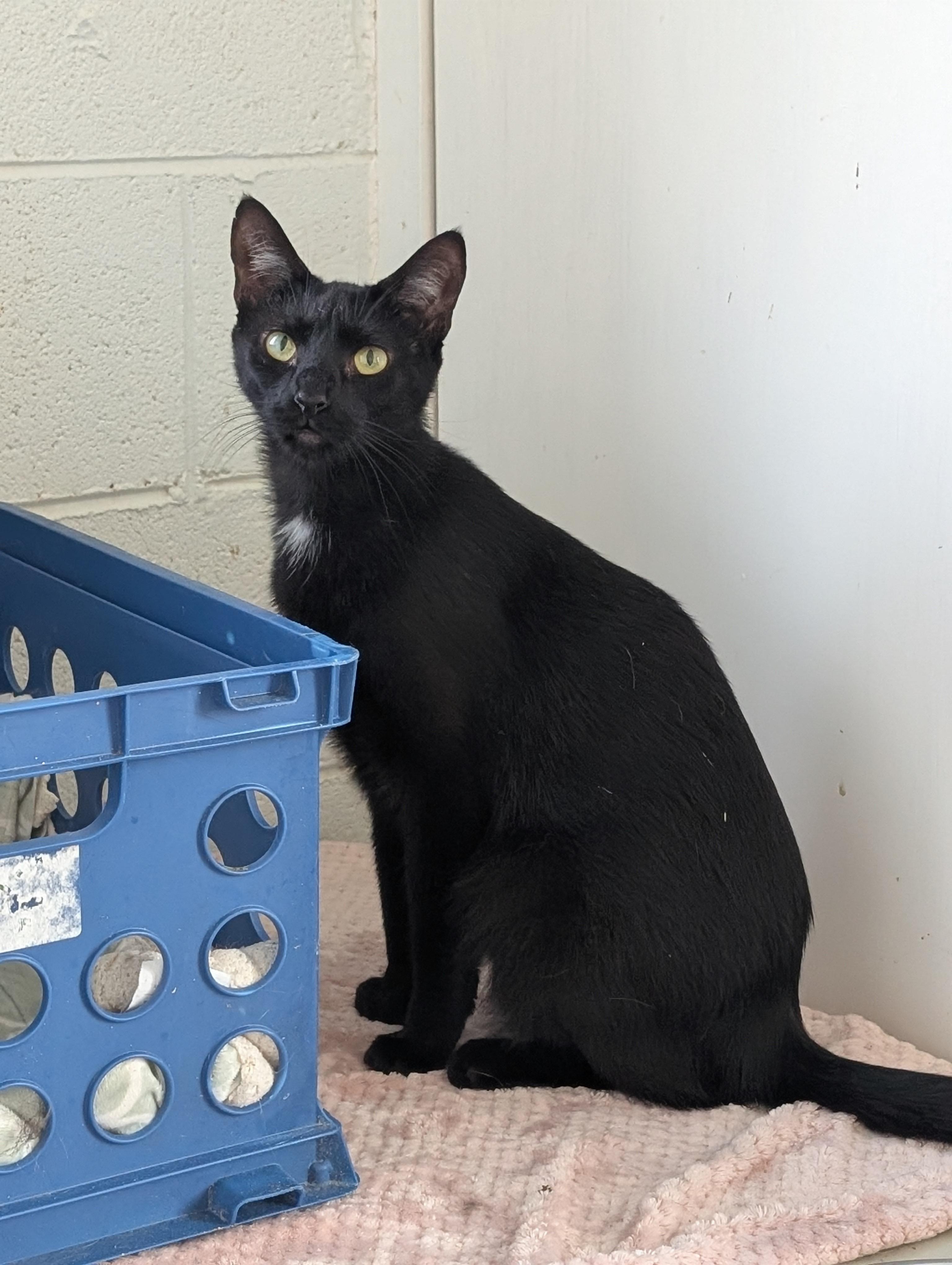 Enlarge Paintbrush, a Adoptable Domestic Short Hair in Tilton, IL image 1/6