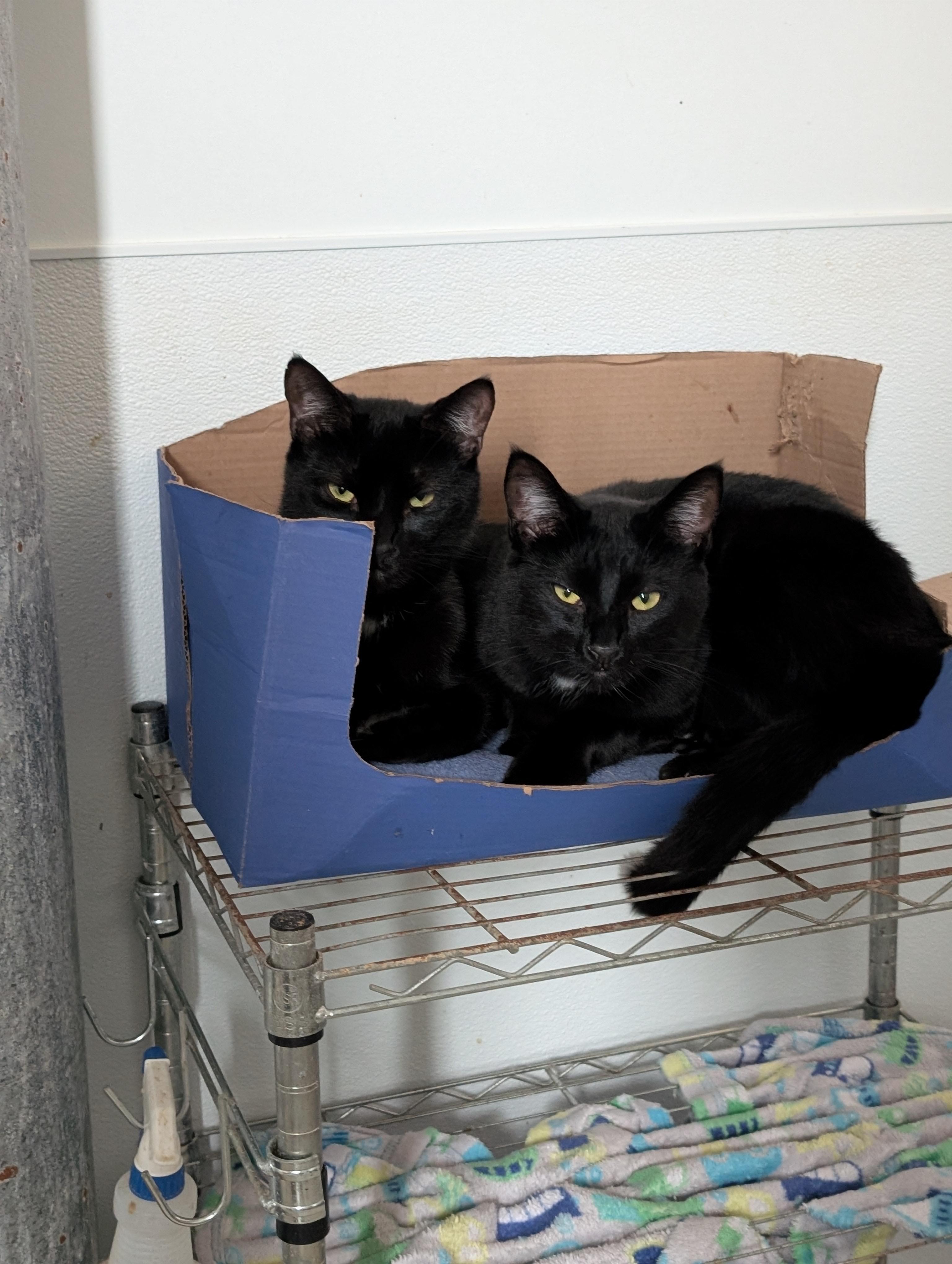 Paintbrush, a Adoptable Domestic Short Hair in Tilton, IL image 1/5