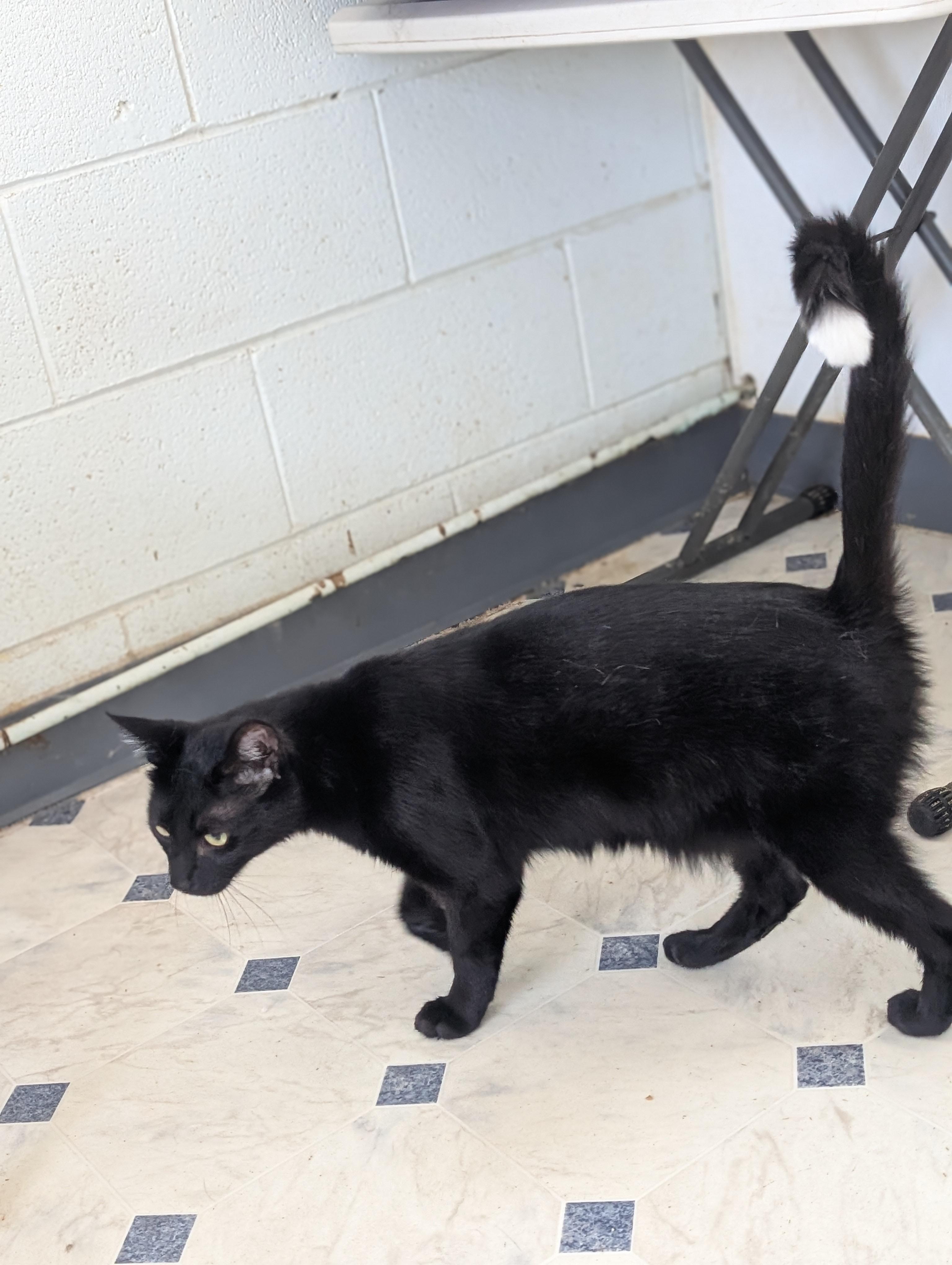 Enlarge Paintbrush, a Adoptable Domestic Short Hair in Tilton, IL image 4/6