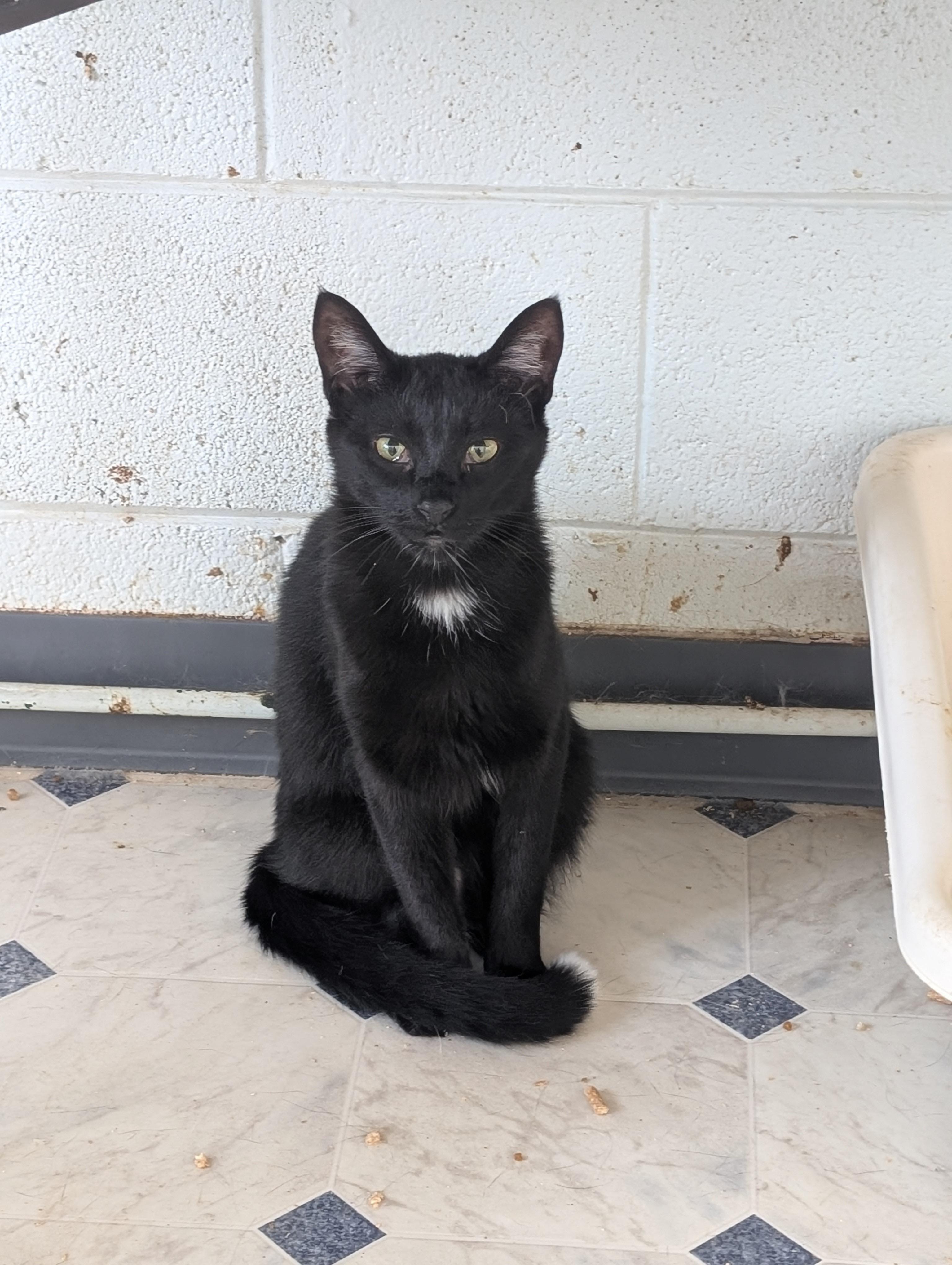 Enlarge Paintbrush, a Adoptable Domestic Short Hair in Tilton, IL image 2/6