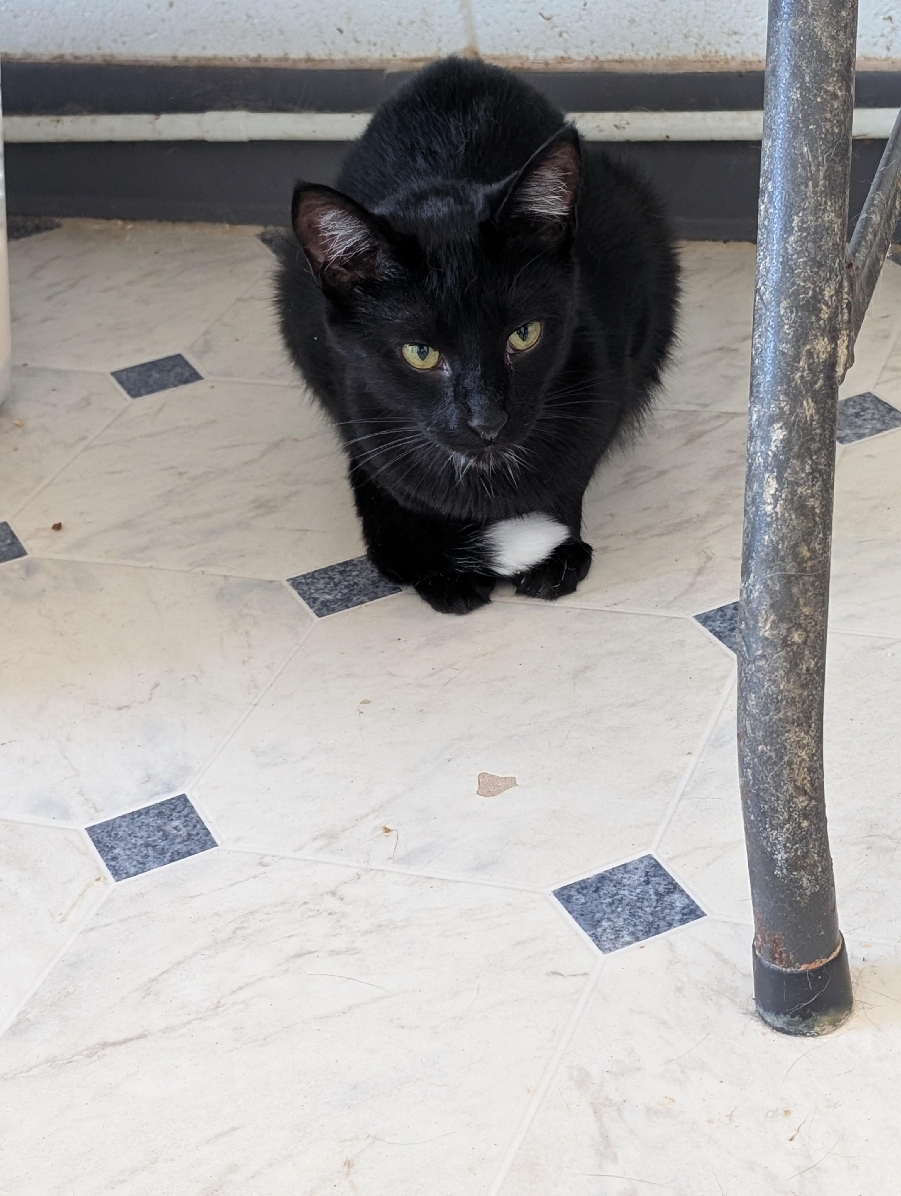 Enlarge Paintbrush, a Adoptable Domestic Short Hair in Tilton, IL image 5/6