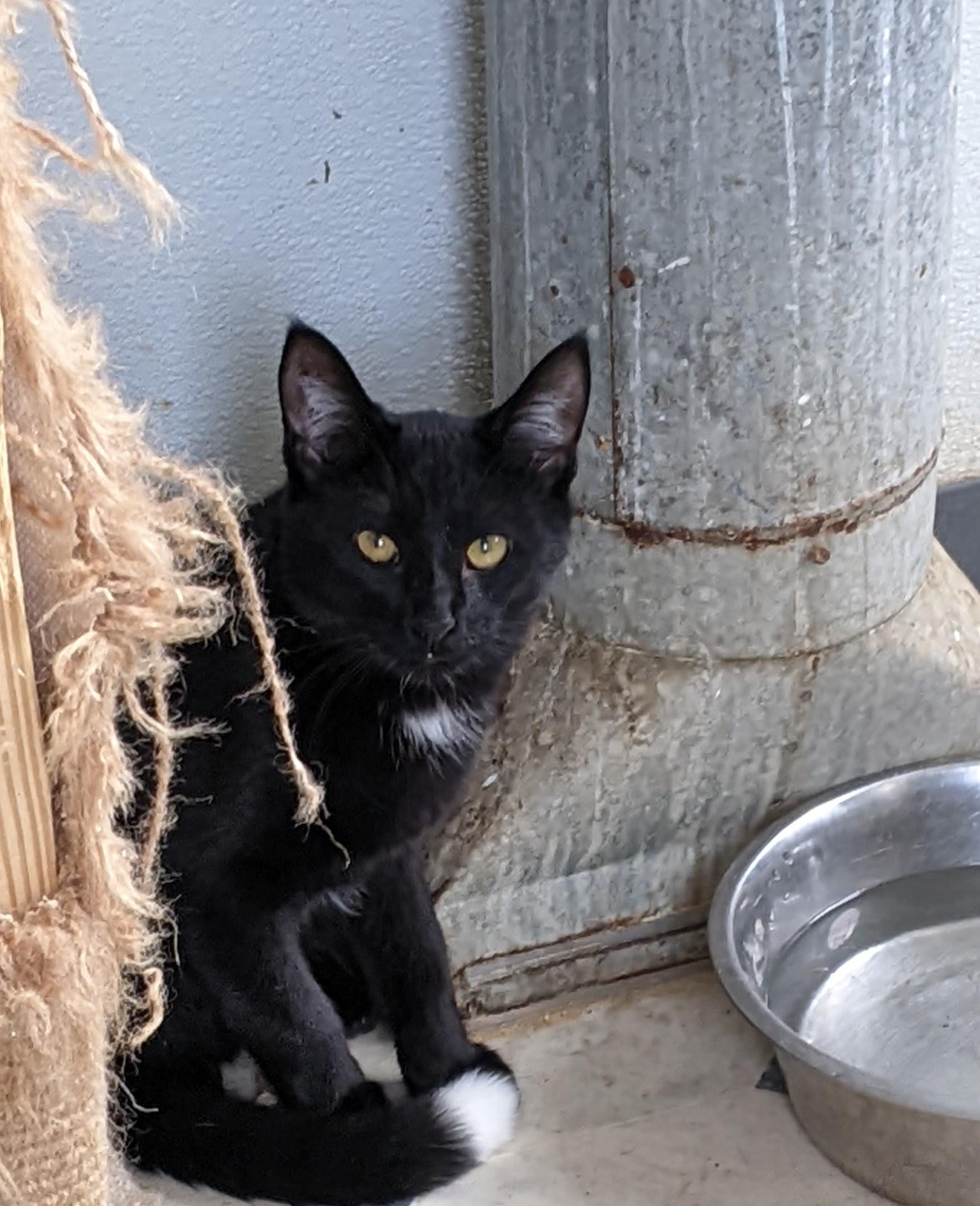 Enlarge Paintbrush, a Adoptable Domestic Short Hair in Tilton, IL image 3/6