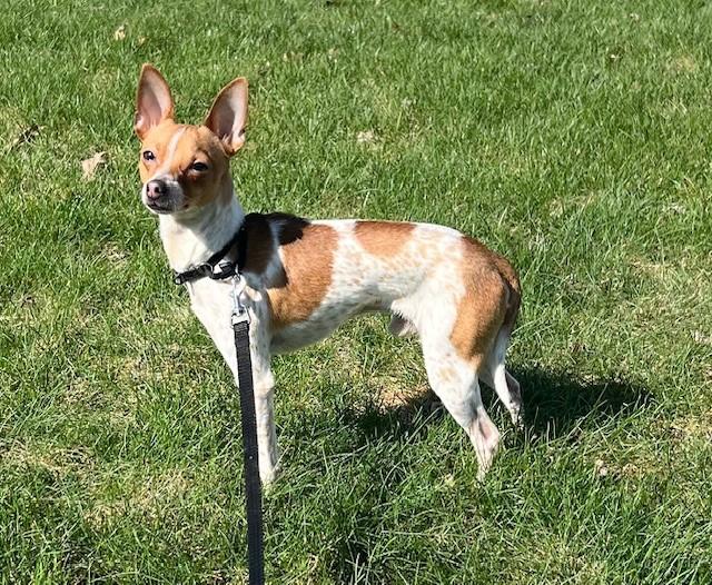 Finnegan, ADOPTABLE, Young Male Toy Fox Terrier.