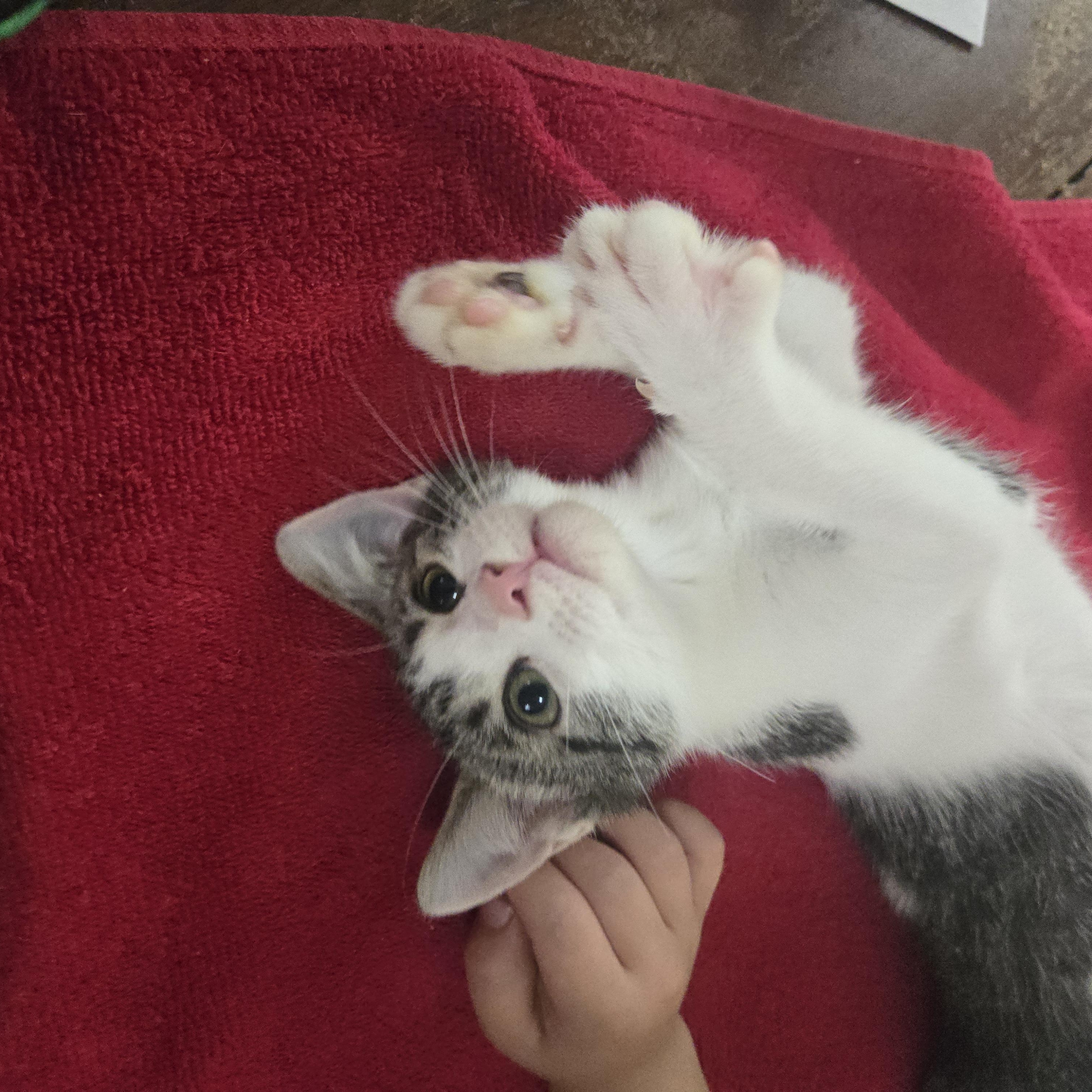 Anakin, an adopted Domestic Short Hair in Sedalia, MO image 2/3
