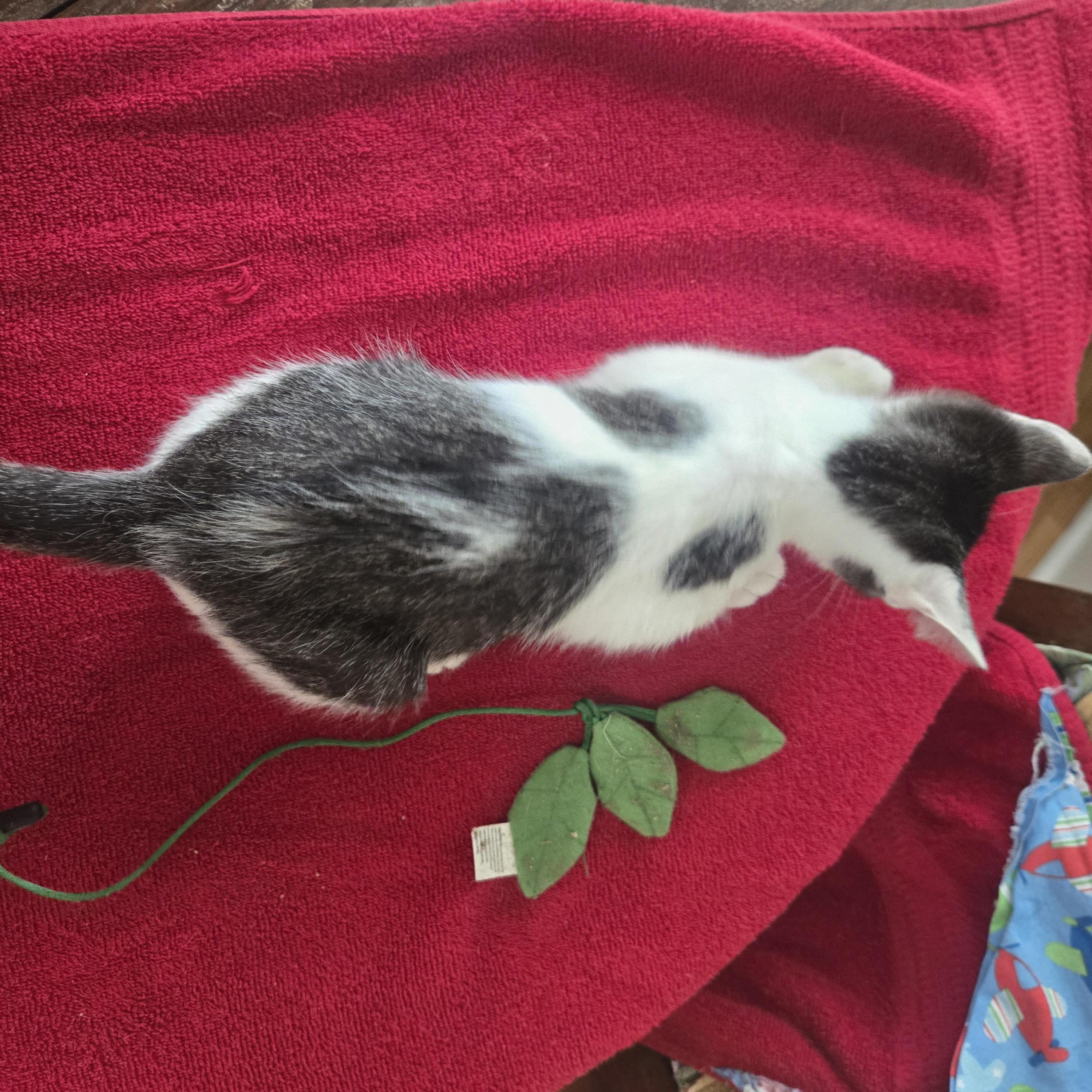 Anakin, an adopted Domestic Short Hair in Sedalia, MO image 3/3