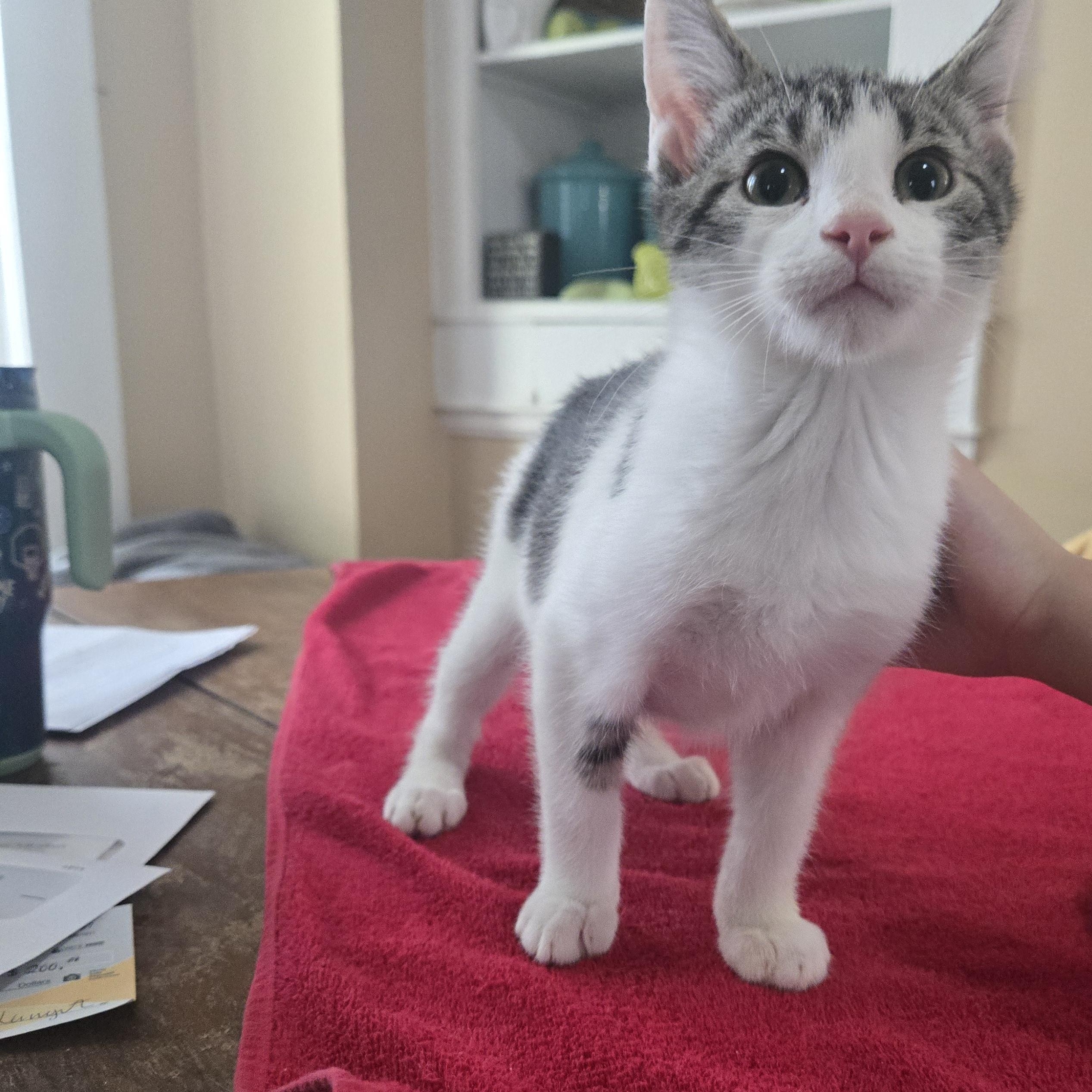 Anakin, an adopted Domestic Short Hair in Sedalia, MO image 1/3