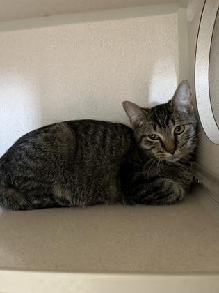 Jake, an adoptable Domestic Short Hair in Steamboat Springs, CO, 80477 | Photo Image 1