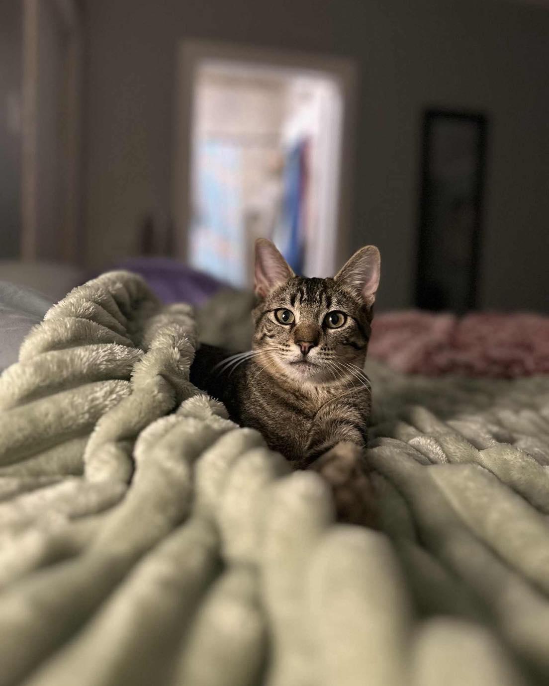 Slider, Adoptable, Young Male Tabby.