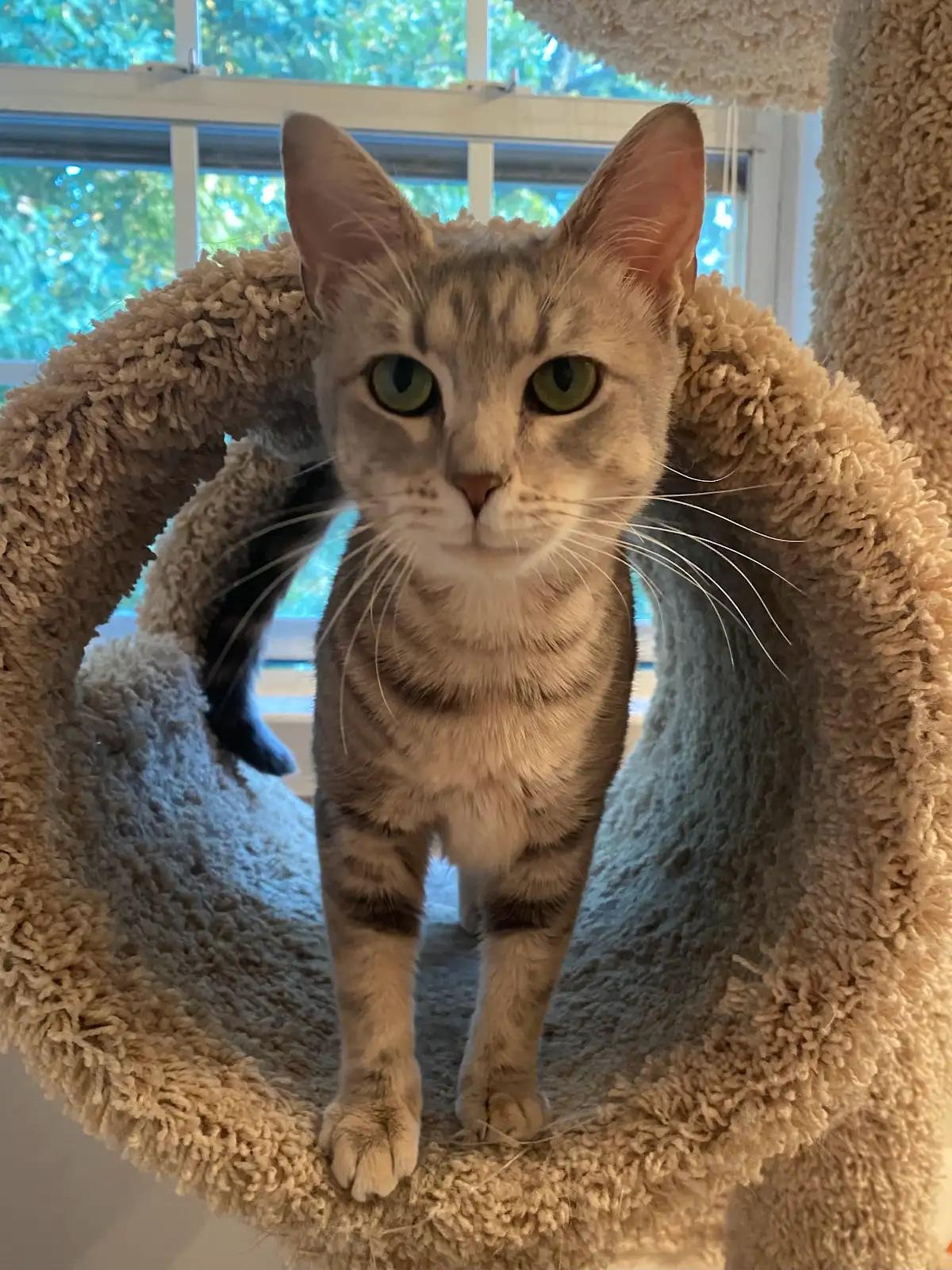 Cleo