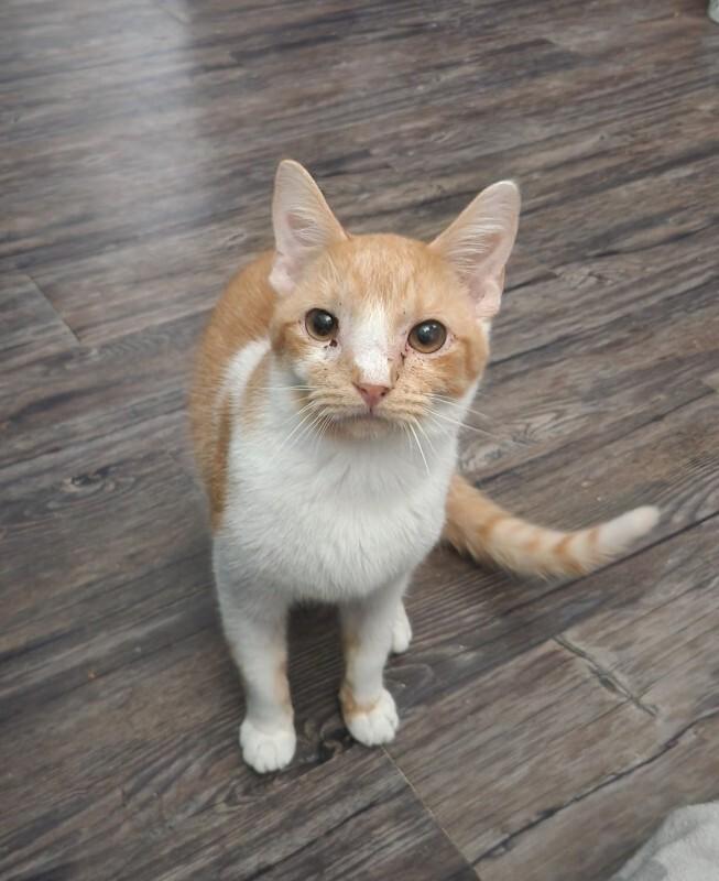 Mark Greene, Adoptable, Adult Male Domestic Short Hair.