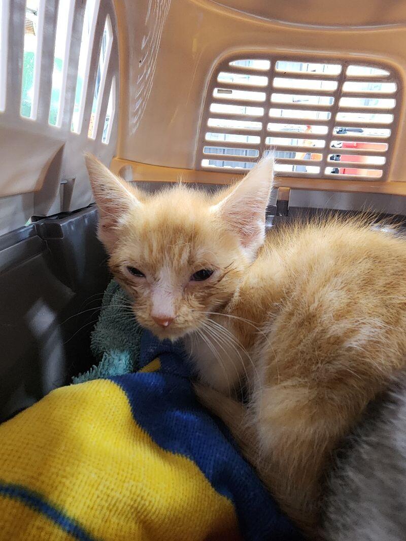 Enlarge Mark Greene, a Adoptable Domestic Short Hair in Grand Rapids, MI image 4/6