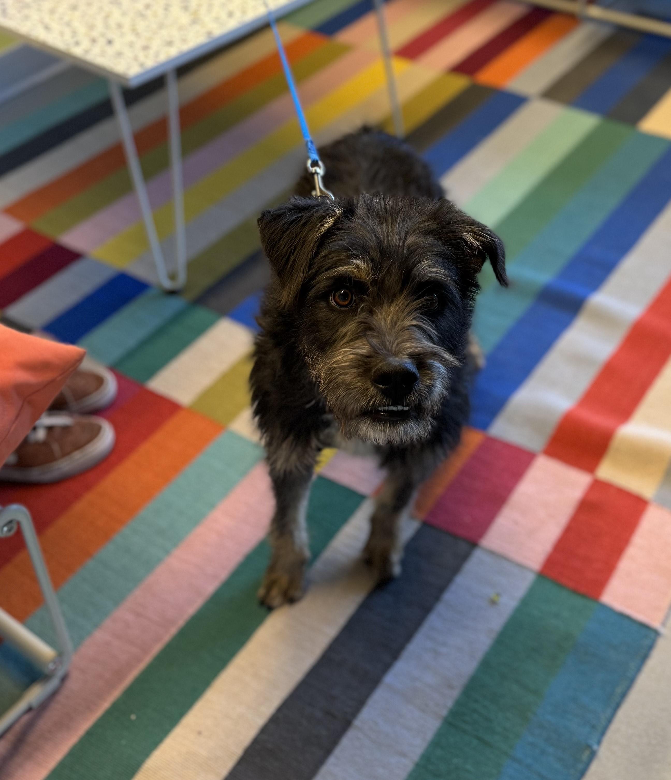 Bucky Barnes, a Adoptable mixed breed in Torrey, UT image 1/2