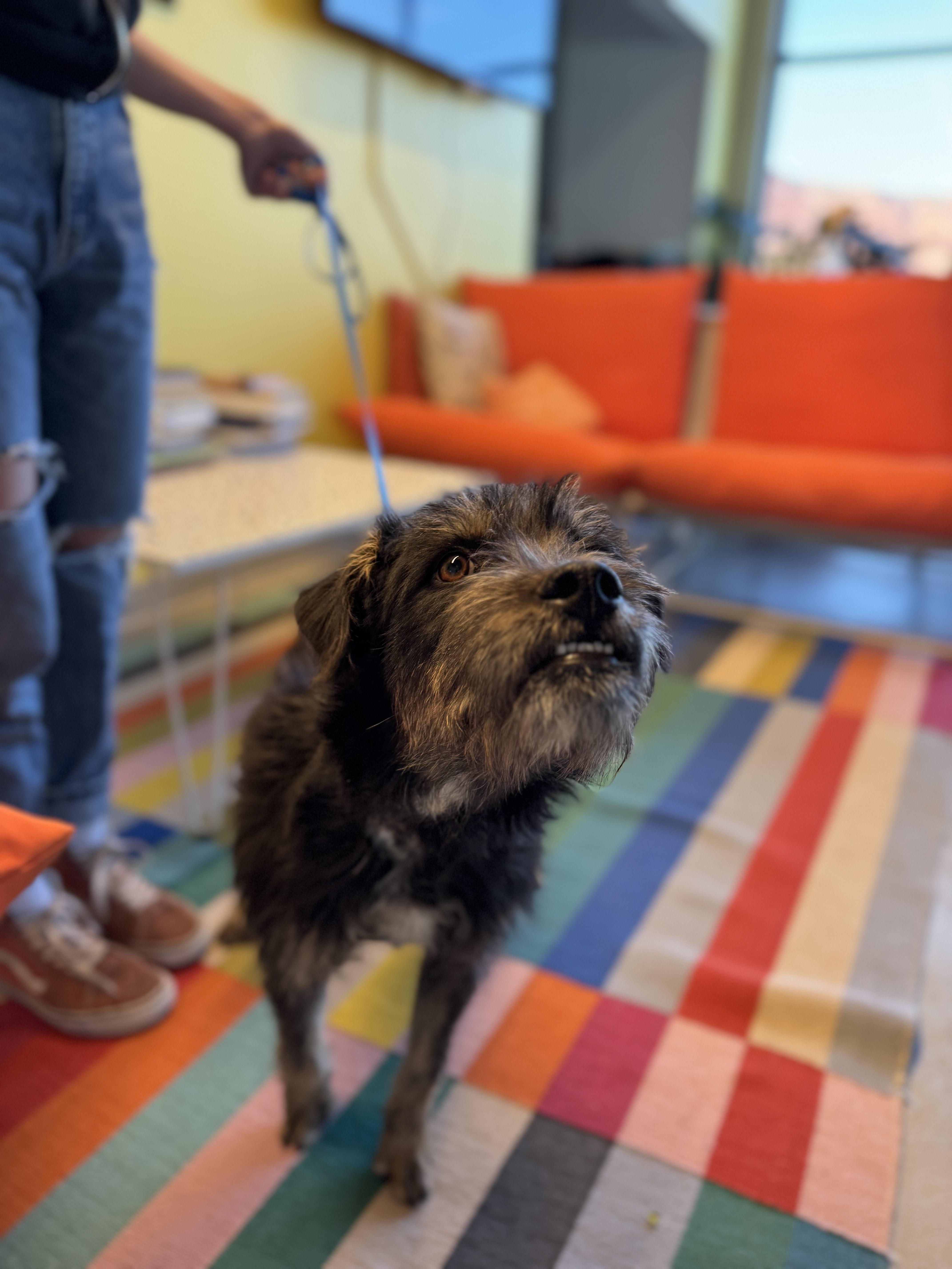 Bucky Barnes, a Adoptable mixed breed in Torrey, UT image 2/2