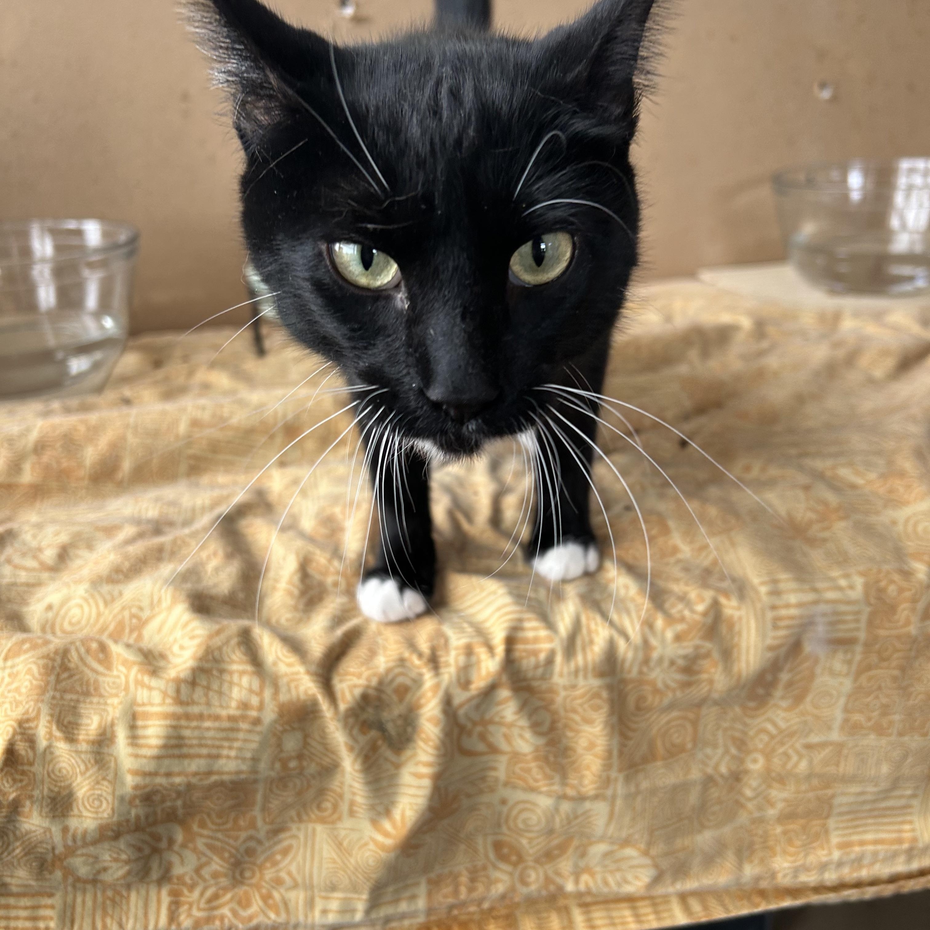 Evie, an adopted Tuxedo in Orange, CA image 6/6