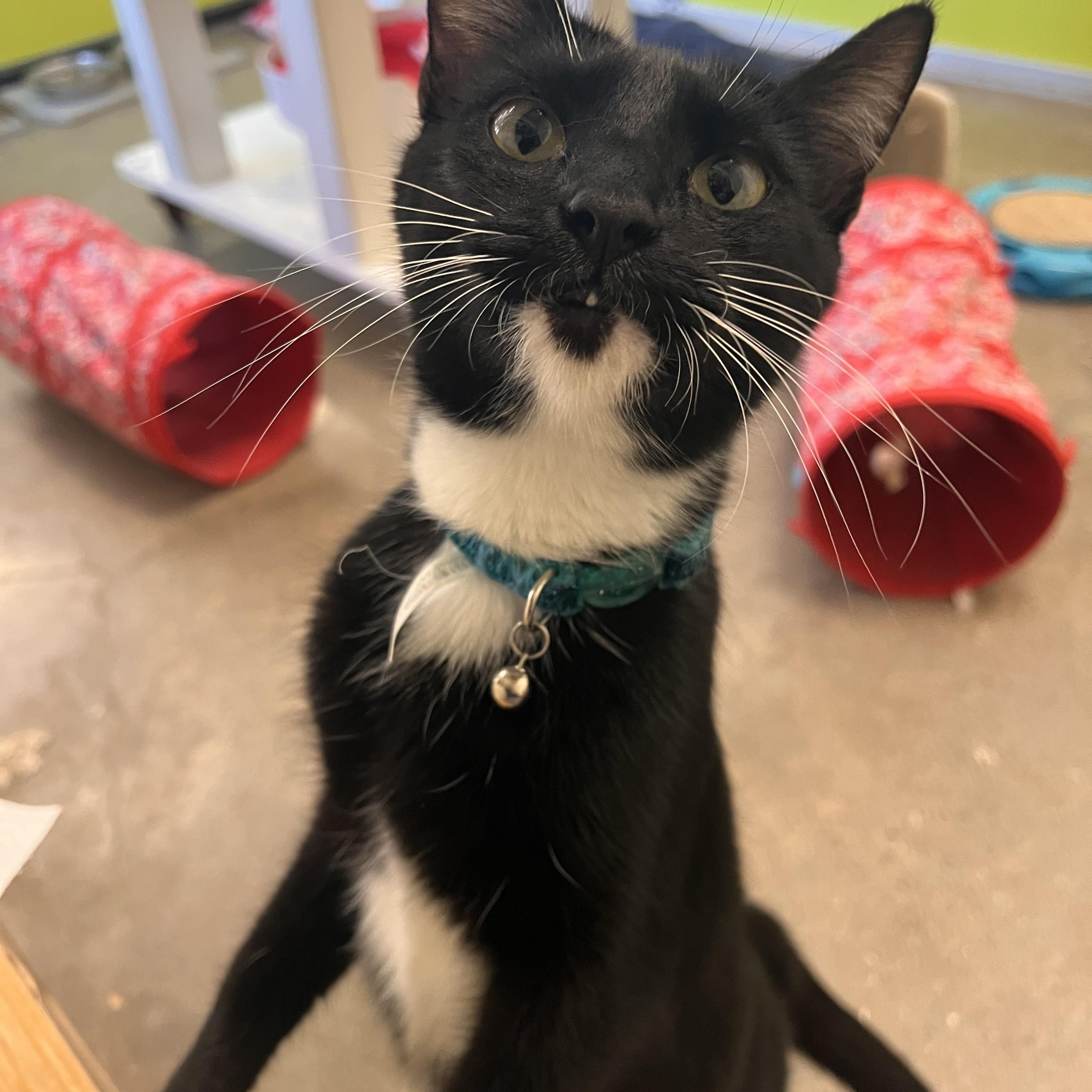 Evie, adopted, Young Female Tuxedo.