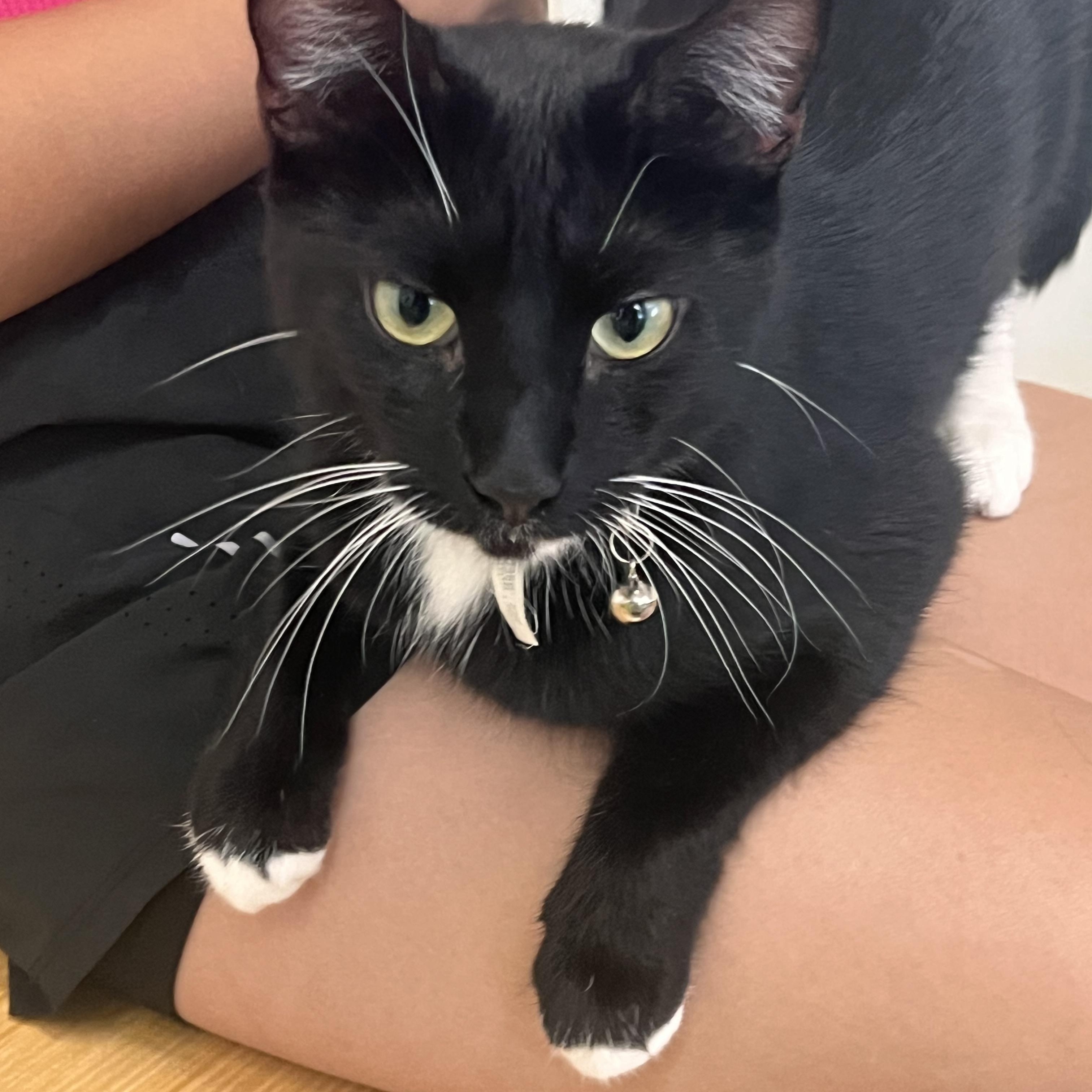 Evie, an adopted Tuxedo in Orange, CA image 2/6