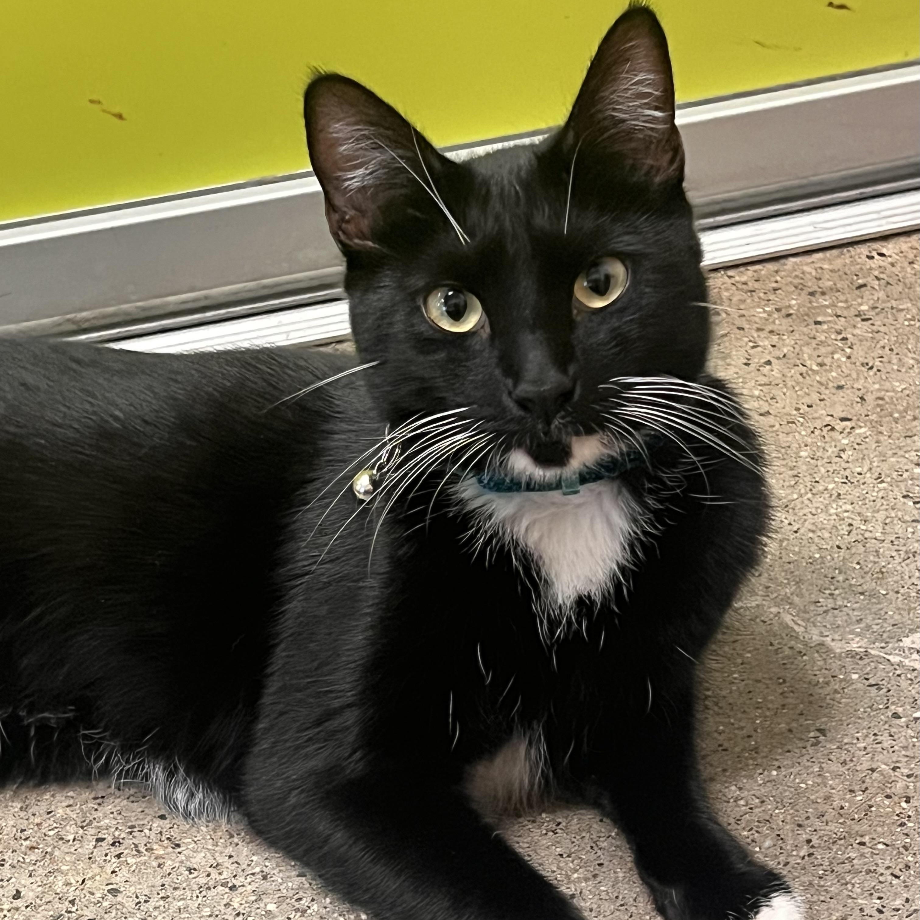Evie, an adopted Tuxedo in Orange, CA image 4/6