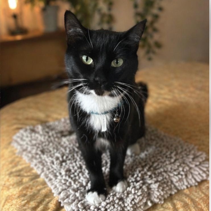 Evie, an adopted Tuxedo in Orange, CA image 5/6