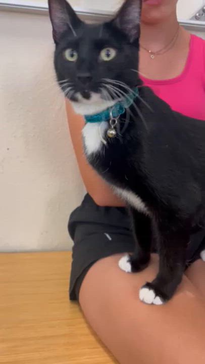 Enlarge Evie, an adopted Tuxedo in Orange, CA video 3/6