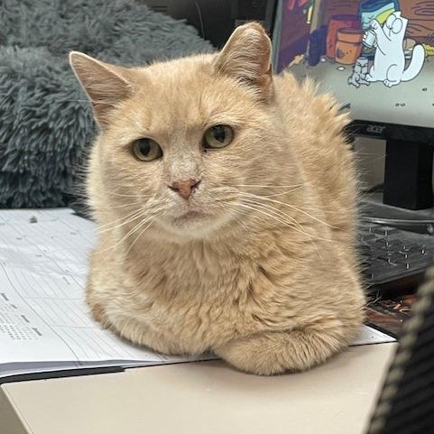 Ares, Adoptable, Adult Male Domestic Short Hair.