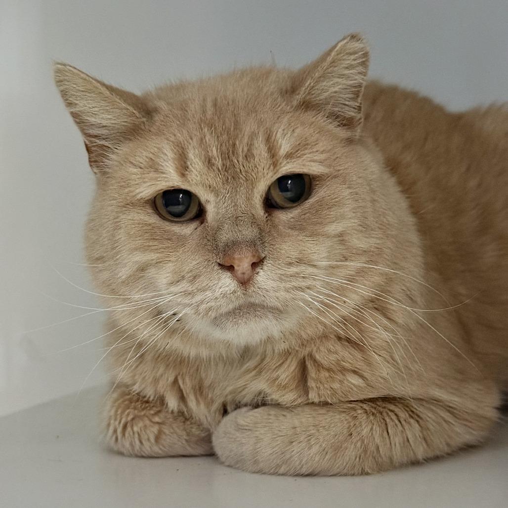 Enlarge Ares, a Adoptable Domestic Short Hair in New York, NY image 1/6