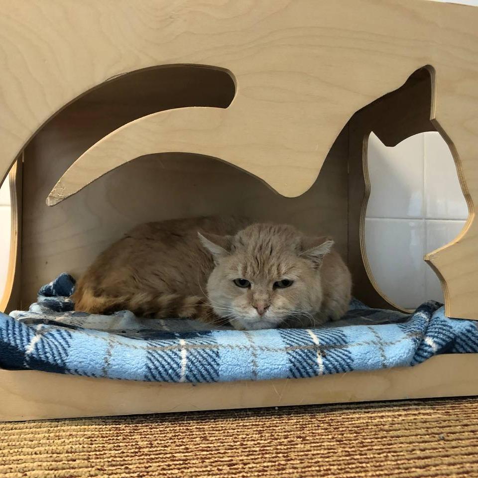 Enlarge Ares, a Adoptable Domestic Short Hair in New York, NY image 2/6