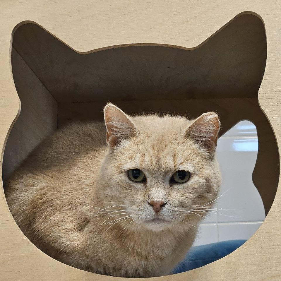 Enlarge Ares, a Adoptable Domestic Short Hair in New York, NY image 3/6