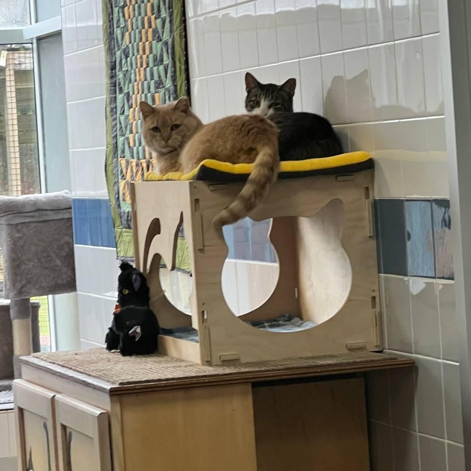 Enlarge Ares, a Adoptable Domestic Short Hair in New York, NY image 4/6