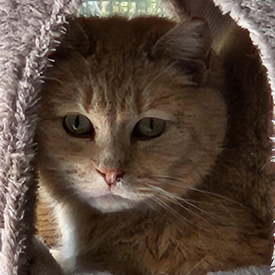 Enlarge Ares, a Adoptable Domestic Short Hair in New York, NY image 5/6