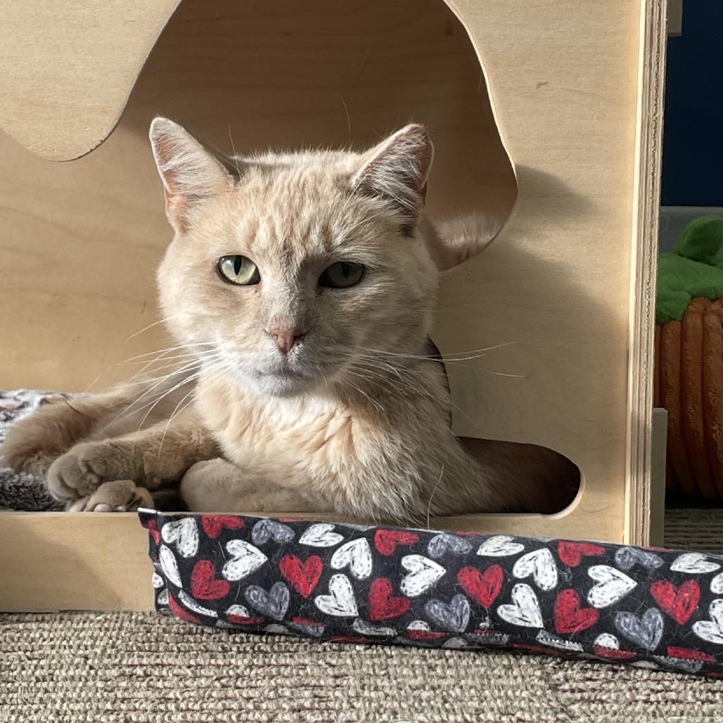 Enlarge Ares, a Adoptable Domestic Short Hair in New York, NY image 6/6