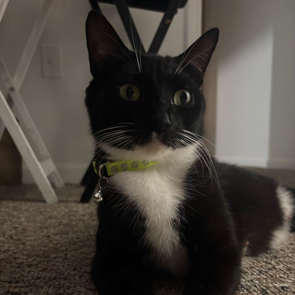 Pearl, Adoptable, Young Female Domestic Short Hair.