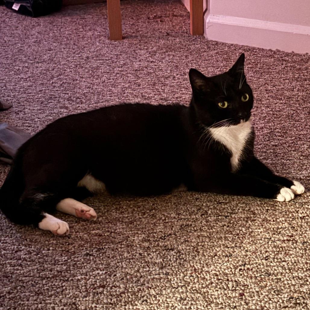 Pearl, a Adoptable Domestic Short Hair in Tallahassee, FL image 2/4