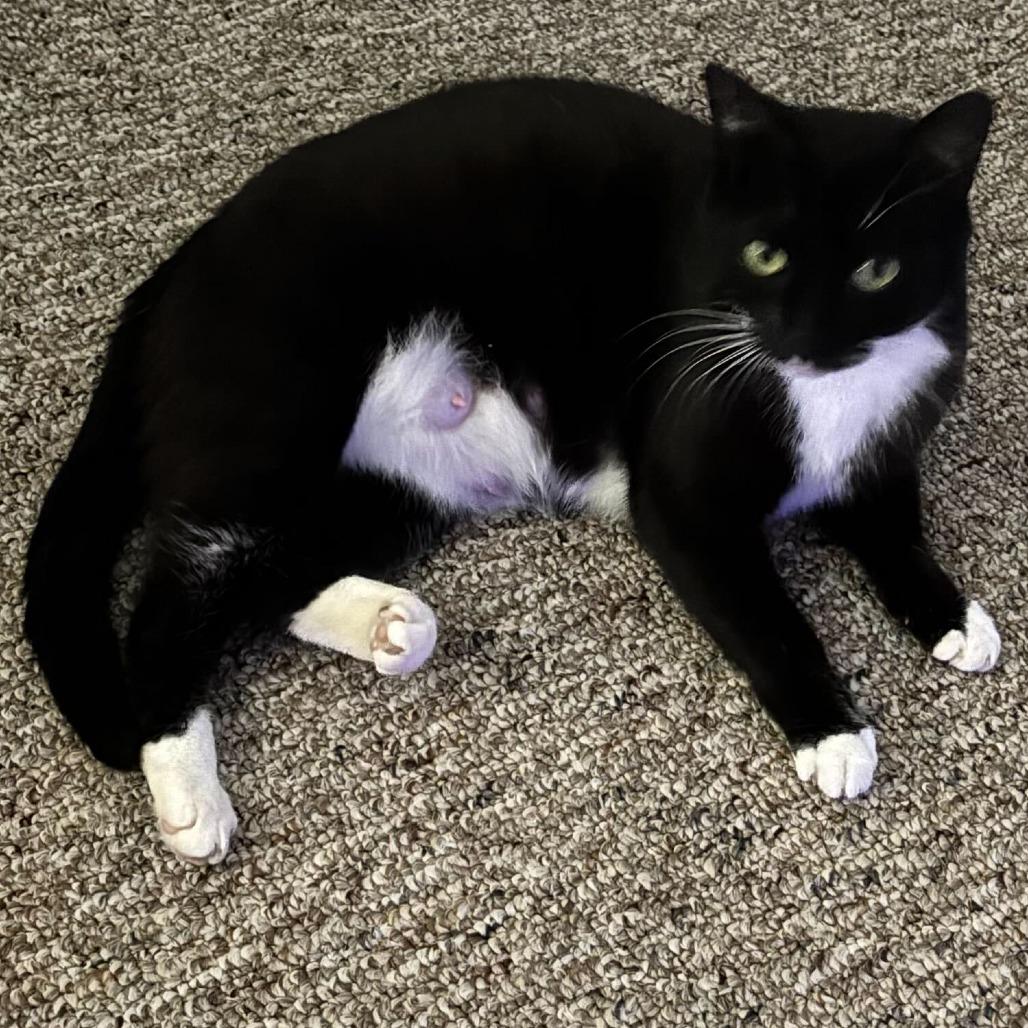Pearl, a Adoptable Domestic Short Hair in Tallahassee, FL image 3/4
