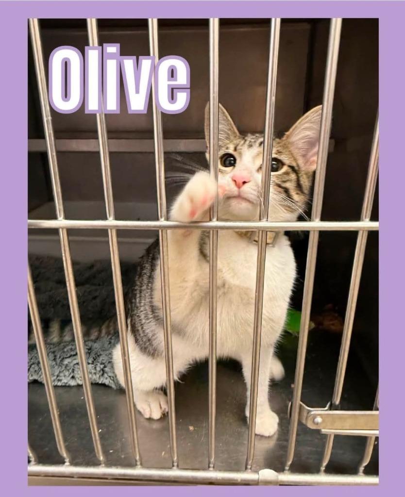 Enlarge Olive, a Adoptable mixed breed in Bossier City, LA image 2/3