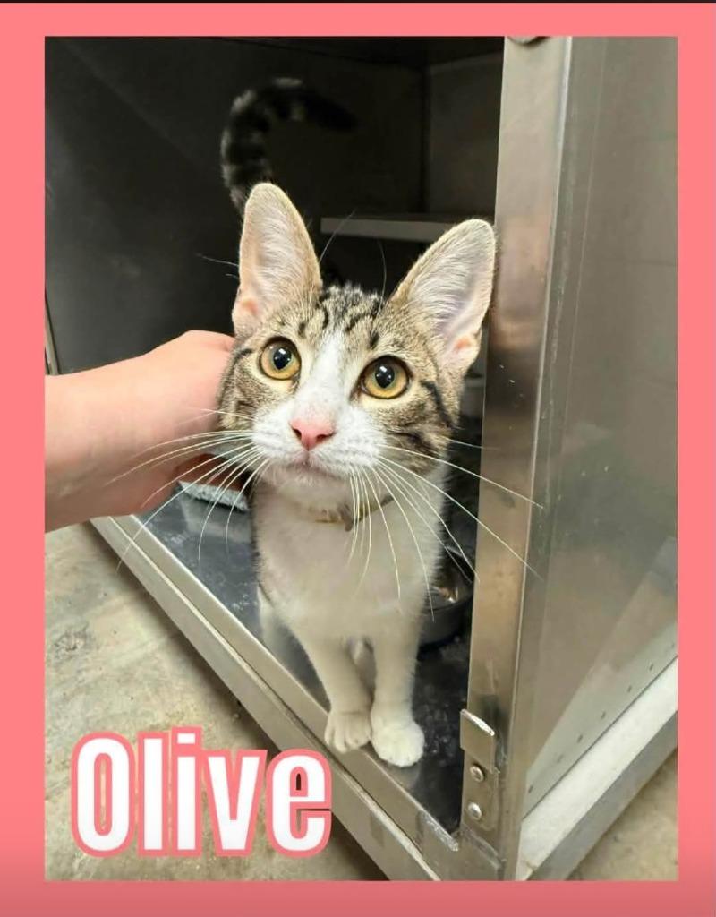 Enlarge Olive, a Adoptable mixed breed in Bossier City, LA image 3/3
