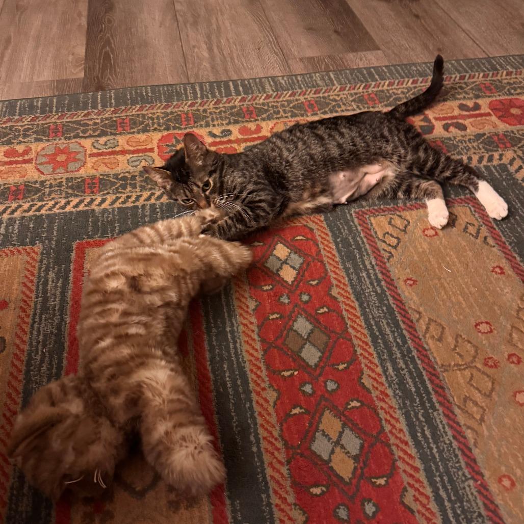 Enlarge Cher, a ADOPTABLE Domestic Short Hair in Evanston, IL image 1/1