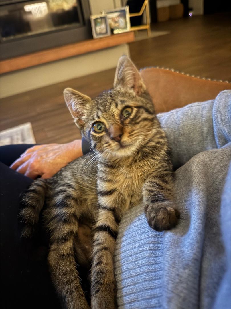 Enlarge Valentine, a Adopted Tabby in Orlando, FL image 2/3