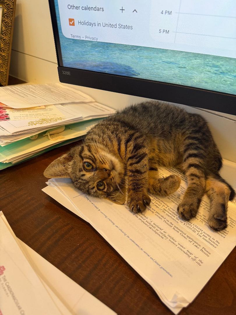 Enlarge Valentine, a Adopted Tabby in Orlando, FL image 3/3