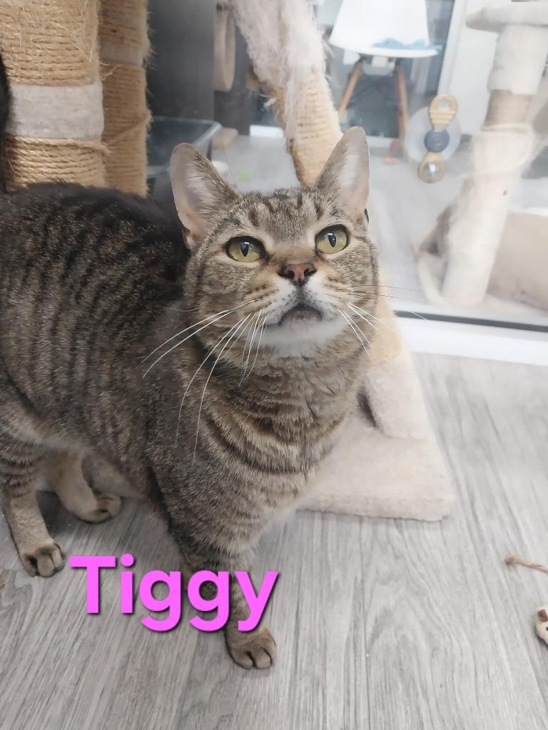 Enlarge Tiggy, a Adoptable mixed breed in Leonardtown, MD image 1/1