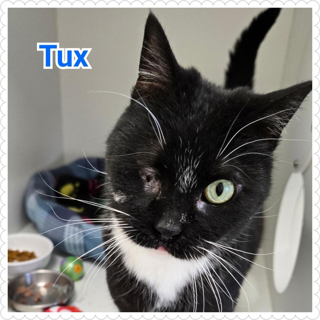 Enlarge Tux, a Adoptable mixed breed in North Saint Paul, MN image 3/3