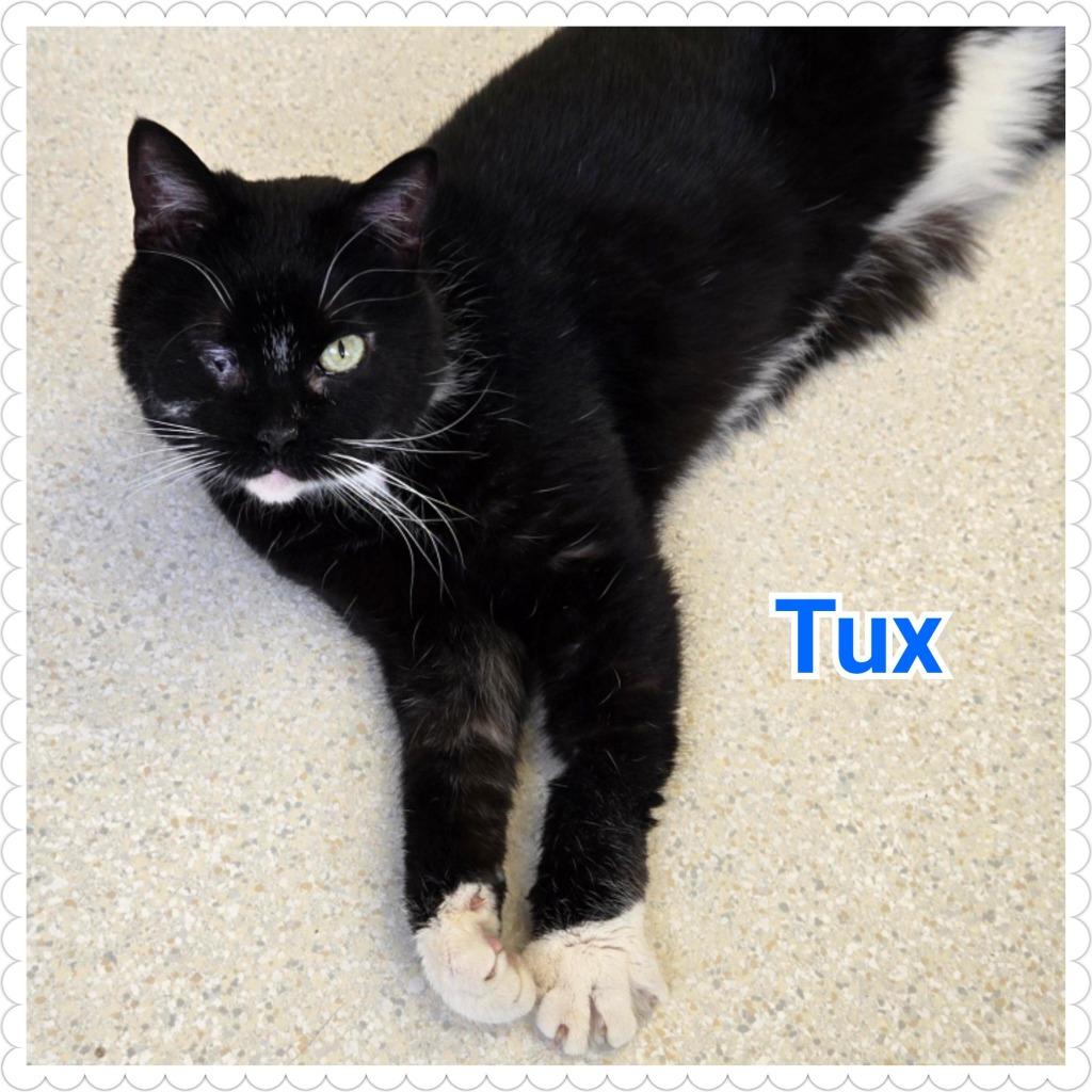 Tux, Adoptable, Young Male Domestic Short Hair.