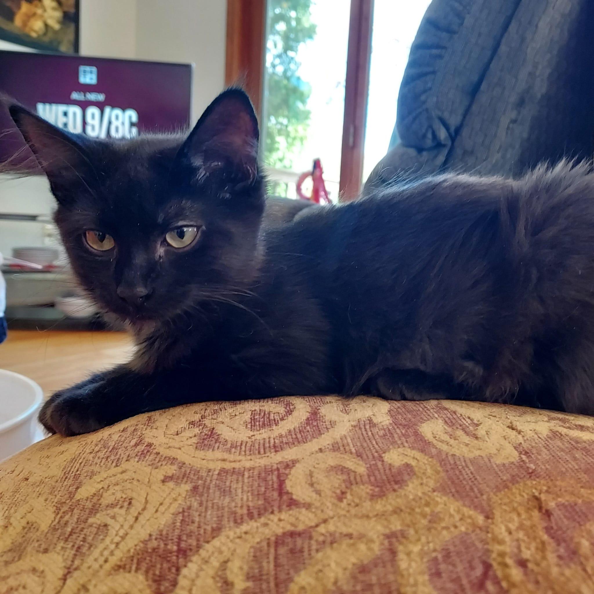 Esme and Osli, a Adoptable mixed breed in Westford, MA image 1/5