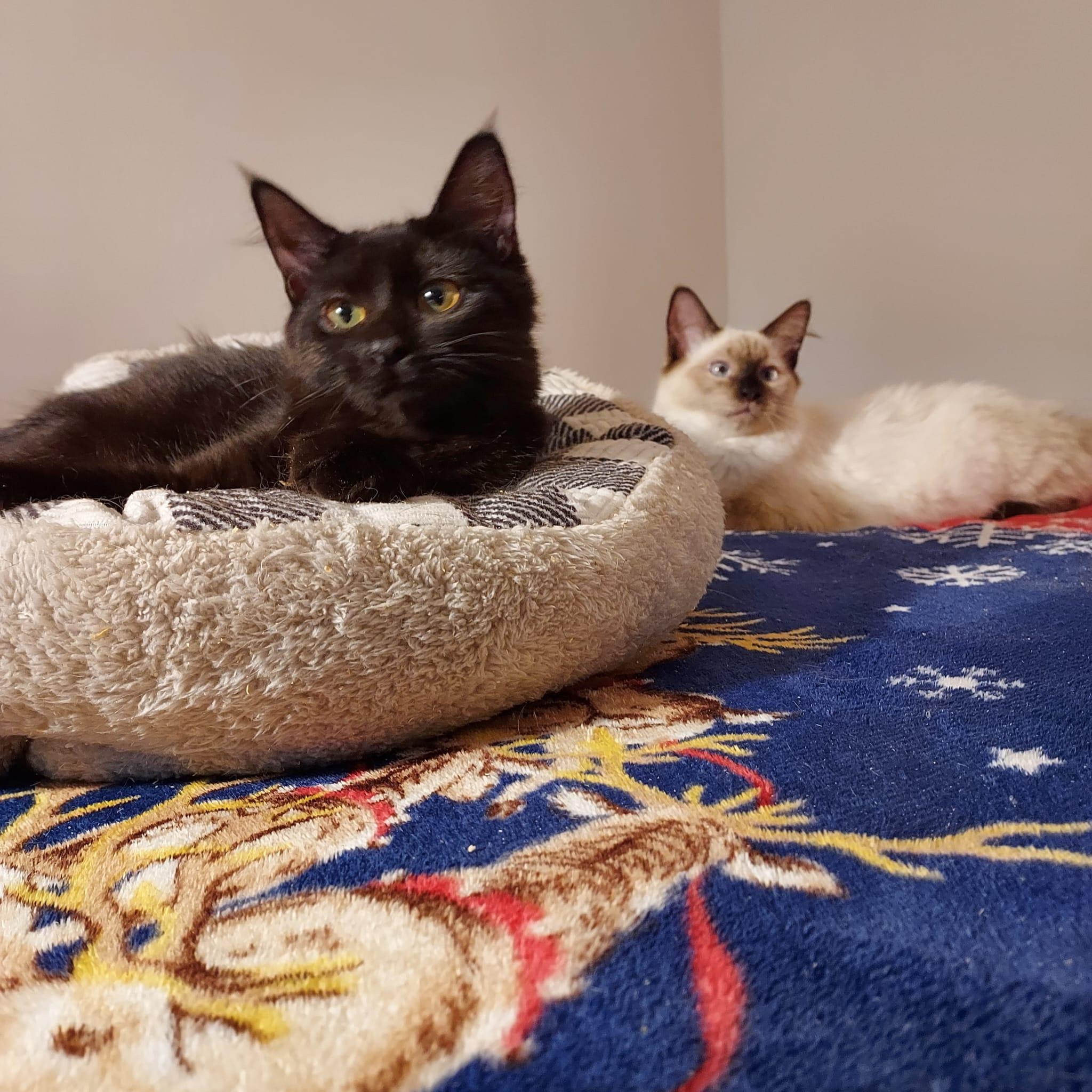 Esme and Osli, a Adoptable mixed breed in Westford, MA image 2/5