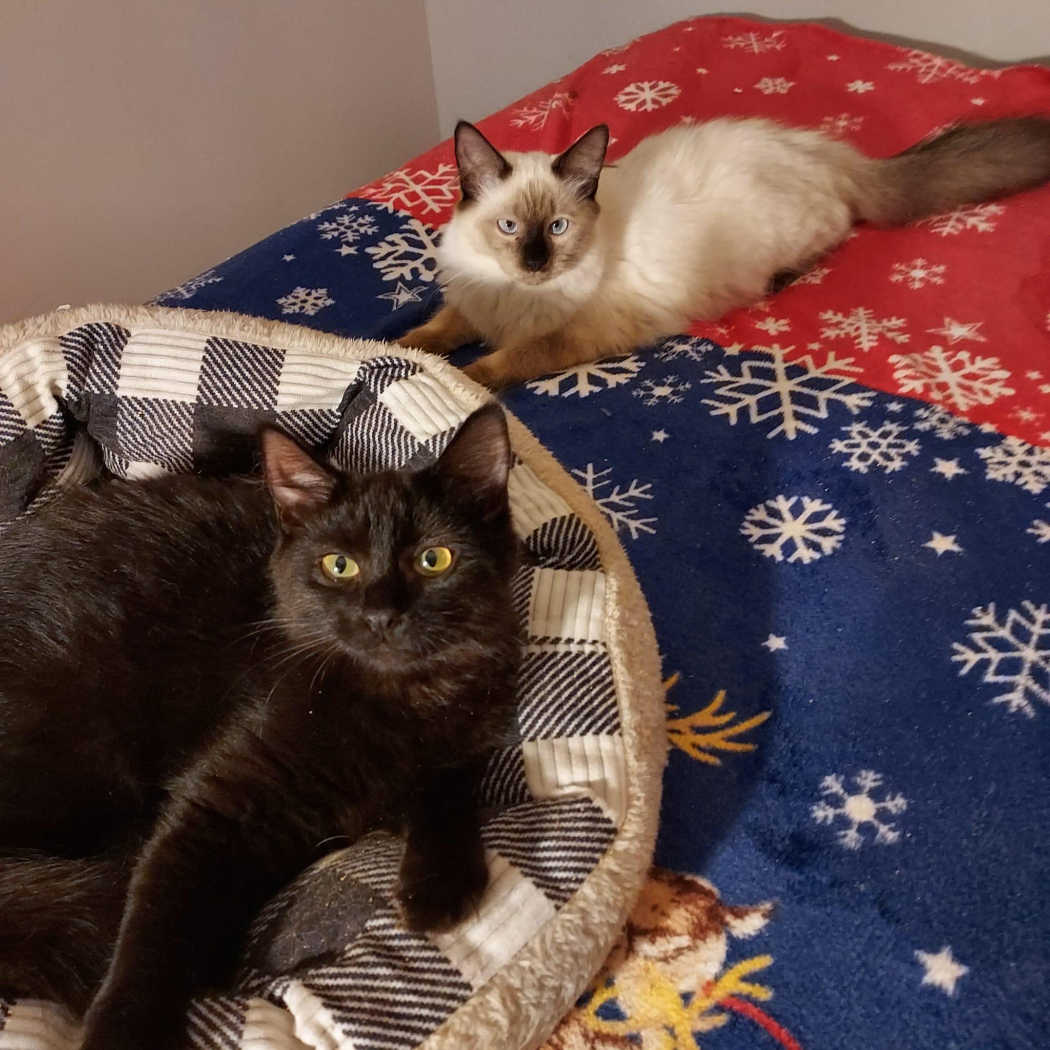 Esme and Osli, a Adoptable mixed breed in Westford, MA image 4/5