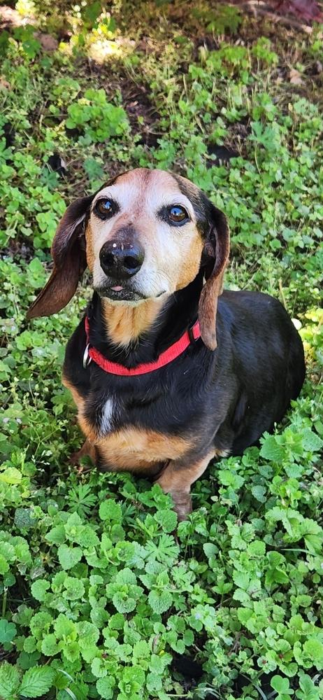 Goldie, Adoptable, Senior Female Dachshund.