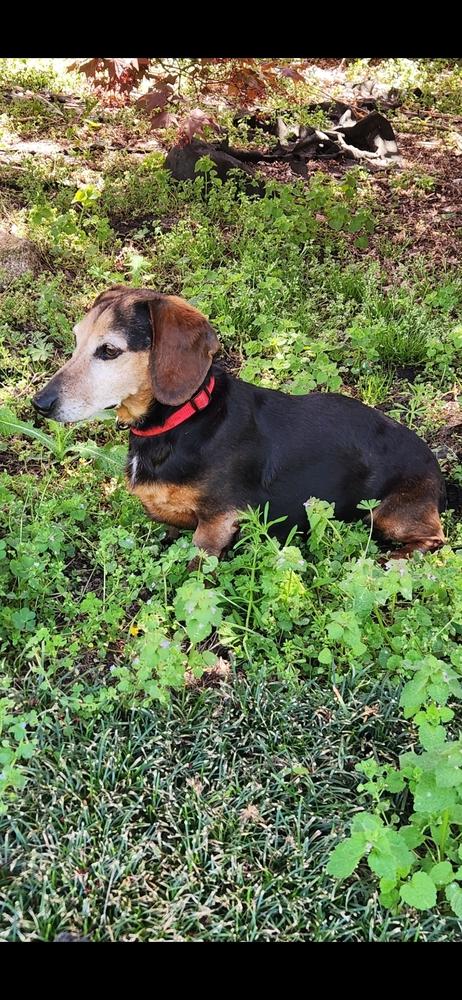 Enlarge Goldie, a Adoptable Dachshund in Wendell, NC image 2/4