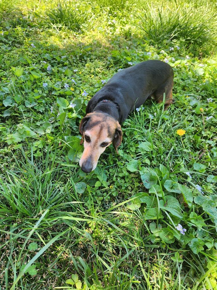 Enlarge Goldie, a Adoptable Dachshund in Wendell, NC image 3/4