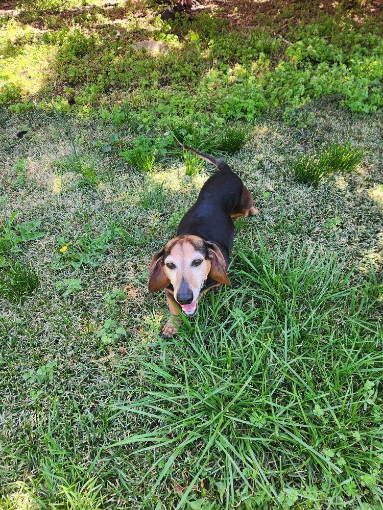 Enlarge Goldie, a Adoptable Dachshund in Wendell, NC image 4/4